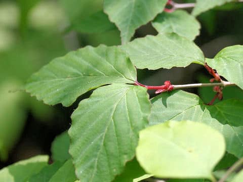Viburnum phlebotrichum