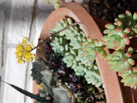 Sedum pachyphyllum