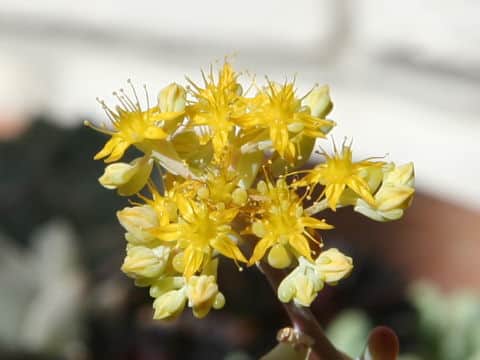 Sedum pachyphyllum
