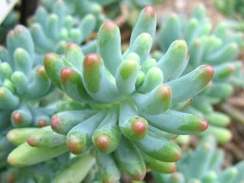 Sedum pachyphyllum