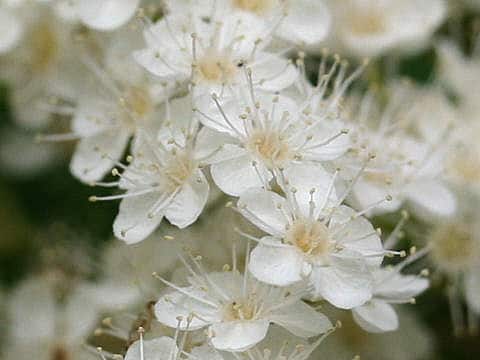 Sorbus aucuparia