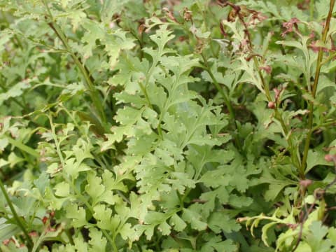 Dennstaedtia wilfordii