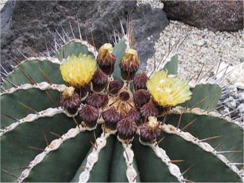 Ferocactus schwarzii