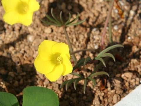 Oxalis flava