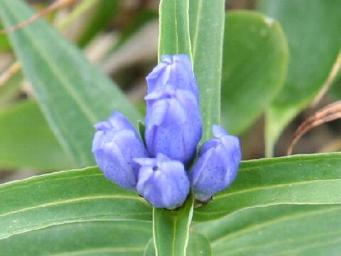 Gentiana makinoi