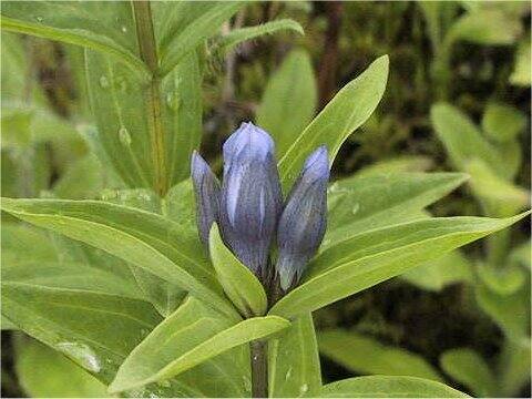 Gentiana makinoi