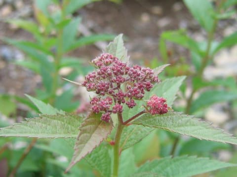 Spiraea japonica f. alpina