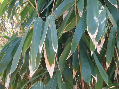 Sasa yahikoensis var. oseana