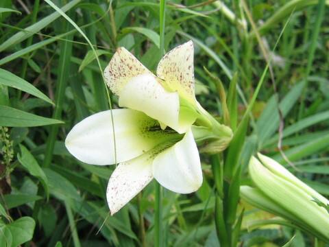 Cardiocrinum cordatum