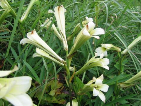 Cardiocrinum cordatum