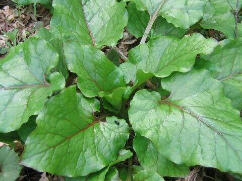 Cardiocrinum cordatum