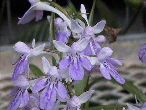 Orchis graminifolia