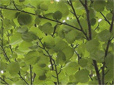 Betula maximowicziana