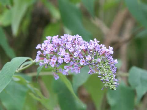 Buddleja curviflora f. venenifera