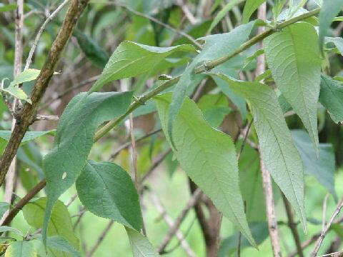 Buddleja curviflora f. venenifera