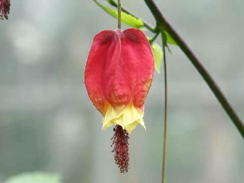 Abutilon megapotamicum