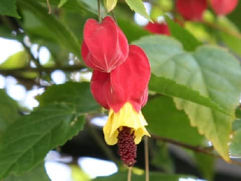 Abutilon megapotamicum