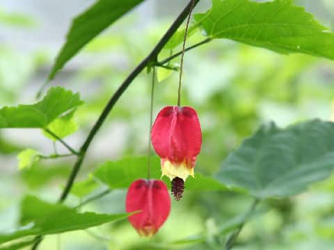 Abutilon megapotamicum