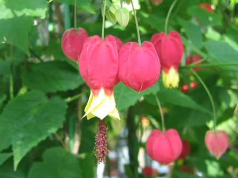 Abutilon megapotamicum