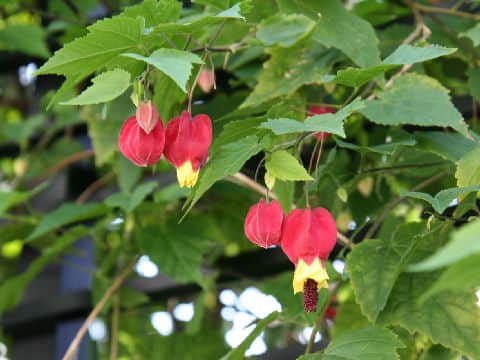 Abutilon megapotamicum