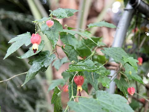 Abutilon megapotamicum