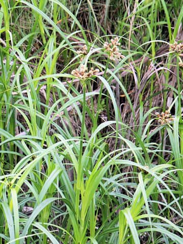 Scirpus fluviatilis var. yagara