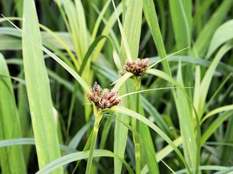 Scirpus fluviatilis var. yagara