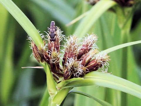 Scirpus fluviatilis var. yagara