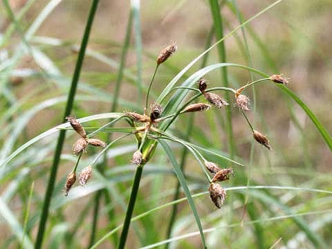 Scirpus fluviatilis var. yagara