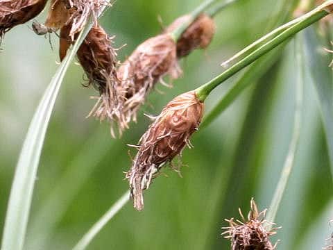 Scirpus fluviatilis var. yagara