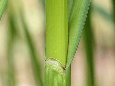 Scirpus fluviatilis var. yagara