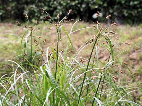 Scirpus fluviatilis var. yagara