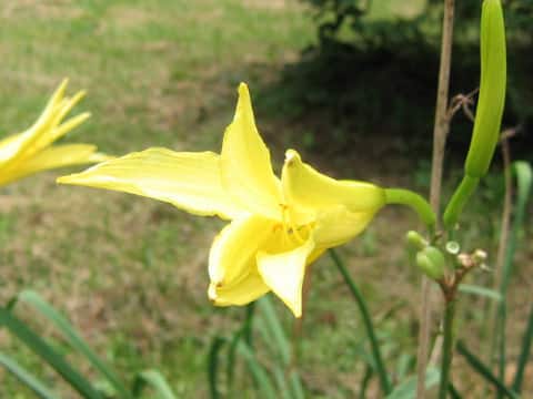 Hemerocallis sp.