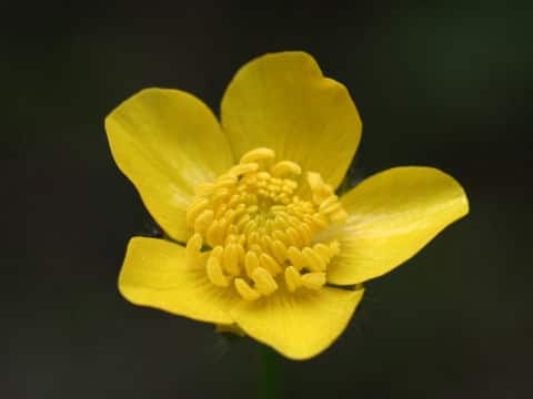 Ranunculus japonicus