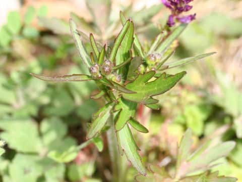 Ranunculus japonicus