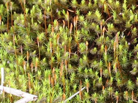 Polytrichum commune