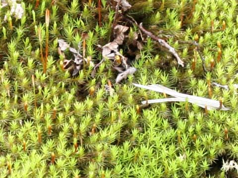 Polytrichum commune