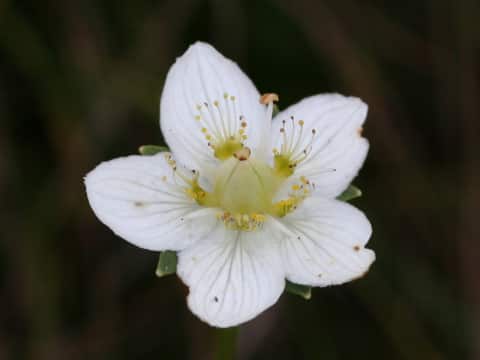 Parnassia palustris var. multiseta