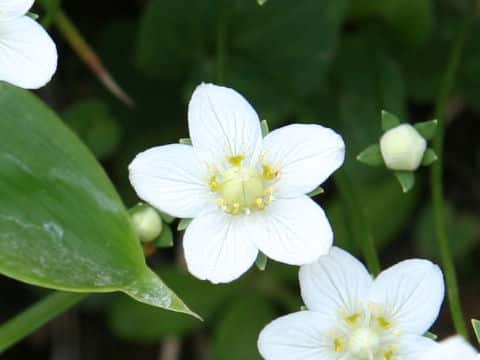 Parnassia palustris var. multiseta