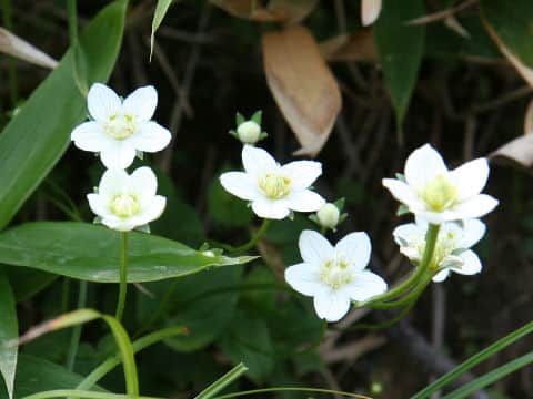 Parnassia palustris var. multiseta
