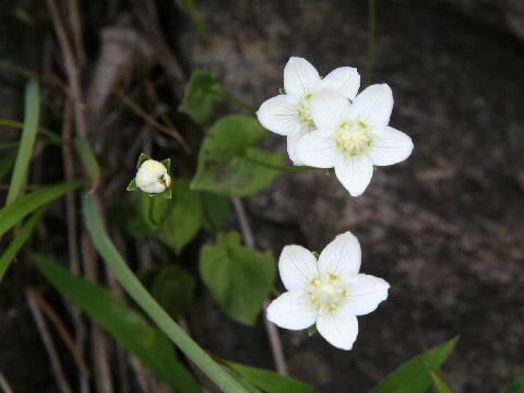 Parnassia palustris var. multiseta