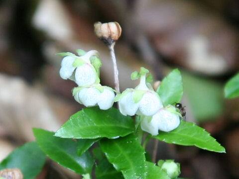 Chimaphila japonica
