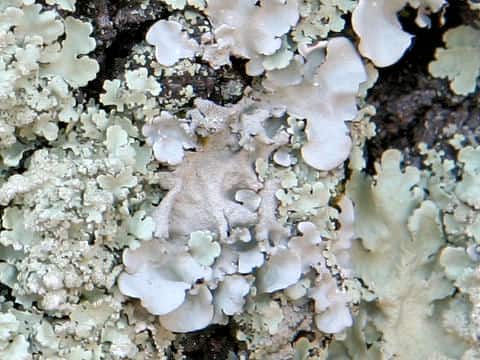 Parmotrema tinctorum