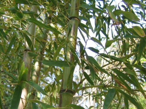 Phyllostachys nigra f. boryana