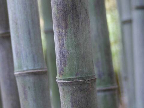 Phyllostachys nigra f. boryana