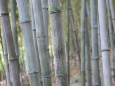 Phyllostachys nigra f. boryana