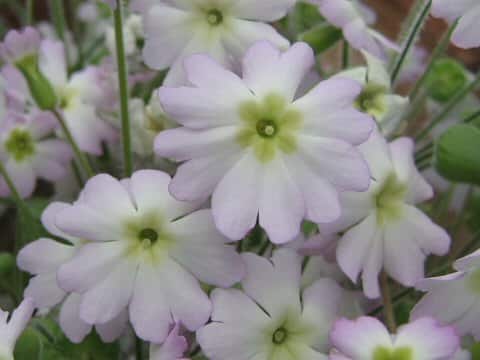 Primula filchnerae