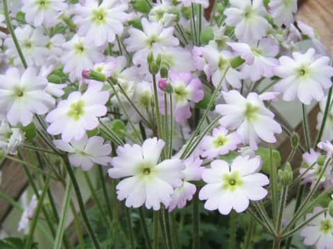 Primula filchnerae