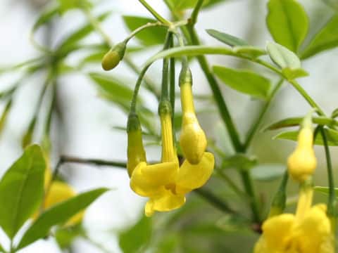 Jasminum humile var. glabrum