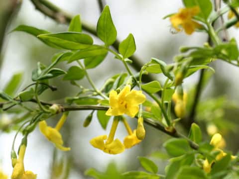 Jasminum humile var. glabrum